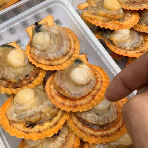 半壳扇贝东山岛海鲜300g 海捕鲜活蒜蓉贝类扇贝肉 现开大扇贝新鲜