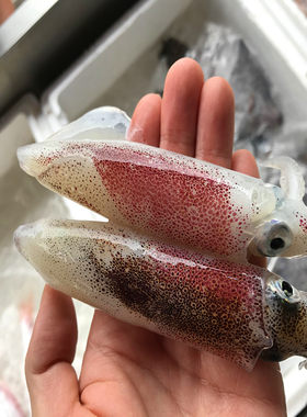 【阳江当日上岸】新鲜笔管鱼海兔子小鱿鱼小管鱿鱼礼盒装冷链发货