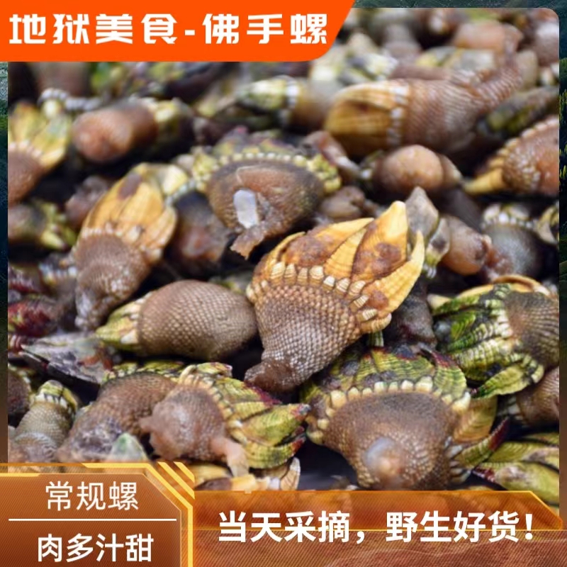 【来自地狱的美食】阳江佛手螺鬼爪螺鸡爪螺藤壶鹅颈藤壶1斤装
