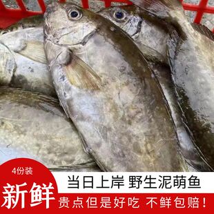 【当日捕捞】新鲜泥猛鱼阳江海鲜特产篮子鱼臭肚鱼娘艾鱼4斤6斤