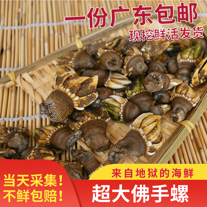 现货特大佛手鸡爪鲜活螺鹅颈藤壶