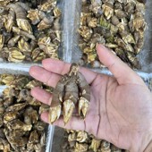 阳江佛手螺鬼爪螺鸡爪螺藤壶鹅颈藤壶来自地狱美食 尝鲜季 当季