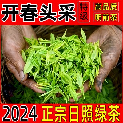 早春头采日照绿茶2024年新茶特级