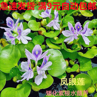 矮化紫根大球水葫芦凤眼莲浮萍水草活体阳台绿植水培植物盆栽四季