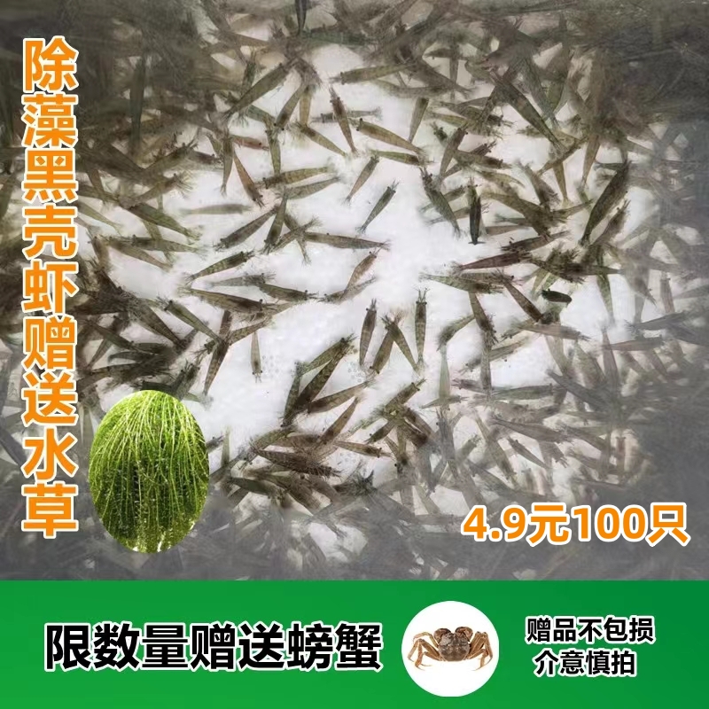 黑壳虾除藻淡水活体宠物水草清洁饲料工具鱼缸小草缸造景观赏虾粮