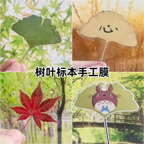 树叶标本冷裱膜自粘植物塑封膜