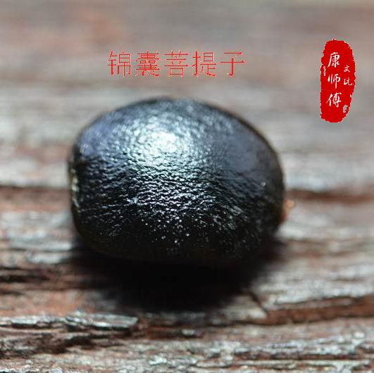 锦囊菩提 紫金钵盂菩提 佛螺菩小众木作
