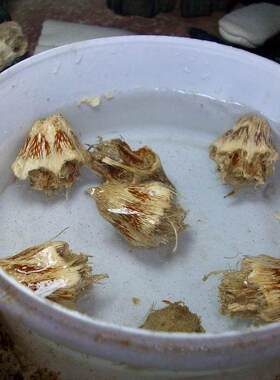滴血莲花菩提原料 按斤按颗 紫金钵盂 凤眼菩提 佛螺 金刚 龙眼