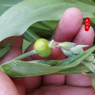 草菩提种子 草菩提 草珠子种子 精选 浅黄色 高瓷感 矮桩 草珠子