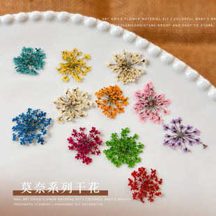 24朵干花美甲饰品春日爆款满天星碎花小油画五瓣花美甲干花小梅花
