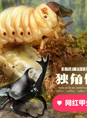 独角仙幼虫活虫一公一母套餐大号甲虫姬兜宠物带发酵木屑饲养盒子