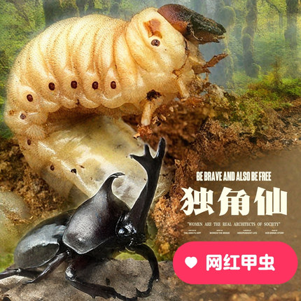 独角仙成虫活虫一公一母套餐大号甲虫姬兜宠物带发酵木屑饲养盒子