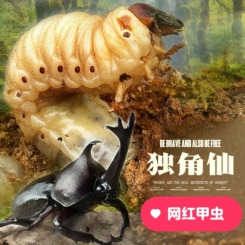 独角仙幼虫新手套餐包含木屑食物