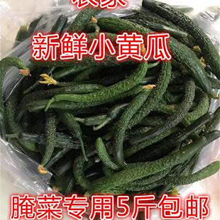 黄瓜妞新鲜小黄瓜酱瓜小青瓜腌菜专用嫩黄瓜扭手工腌黄瓜5斤包邮