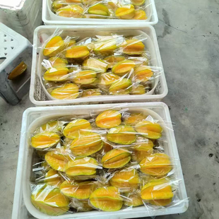 包邮 树上熟 漳州下河甜杨桃水果 洋桃鲜果五角星 新鲜精品礼盒装