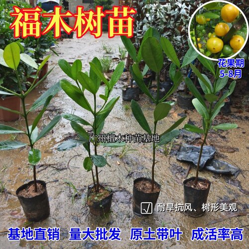 台湾福木盆栽室内四季常青