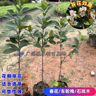 春花石斑木车轮梅树苗室内种植盆景苗石斑木苗四季常绿花期带花苞