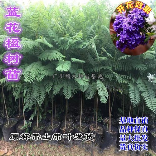 正宗蓝花楹树苗庭院凤凰木盆栽