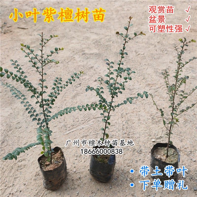 小叶紫檀树苗 室内外小叶紫檀树苗 观赏苗 可造型盆景苗 盆栽常绿