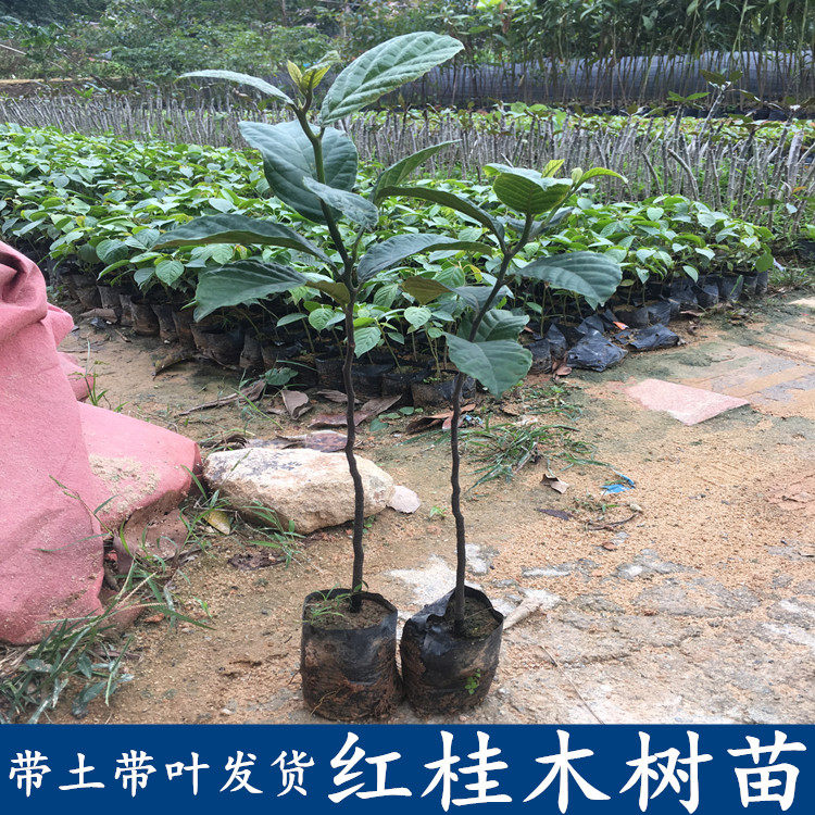 胭脂木苗红桂木小苗庭院常绿行道绿化树盆栽地栽狗果树