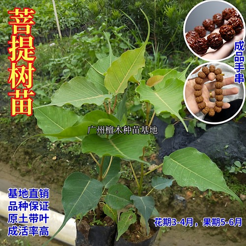 印度菩提树苗大金刚菩提盆栽地栽