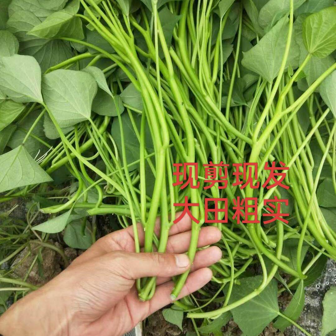 西瓜红蜜薯秧自家种植红薯叶秧产地河南大田秧红薯尖现剪现发包邮
