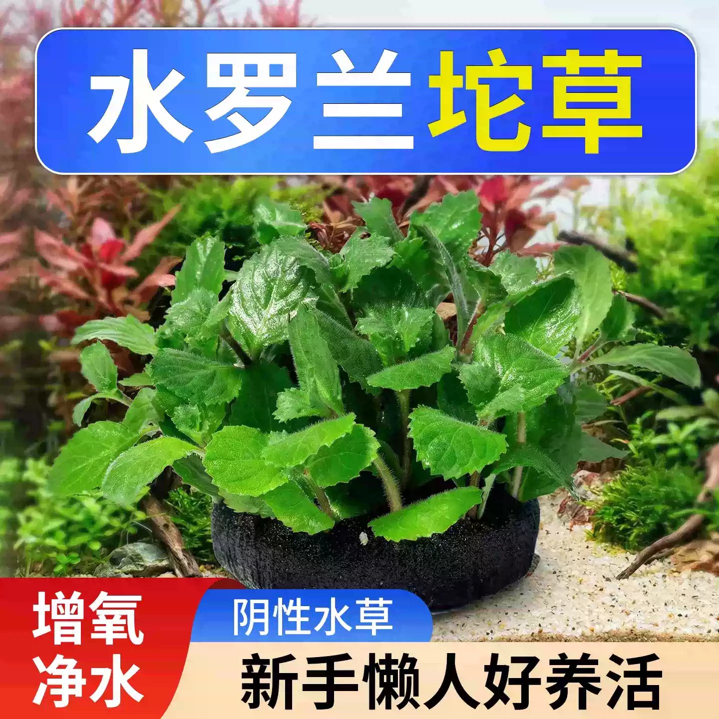 水罗兰坨草鱼缸造景阴性淡水增氧净水后景新手懒人水草植物好养活