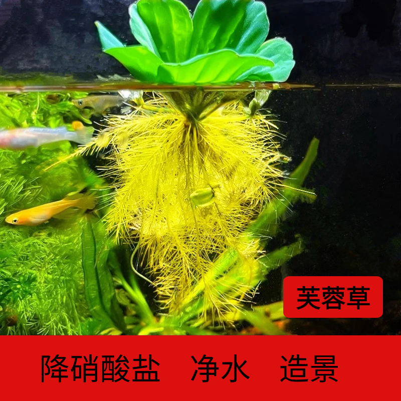 浮萍水草植物鱼缸造景水培植物和鱼共养浮萍定值植物水芙蓉水葫芦