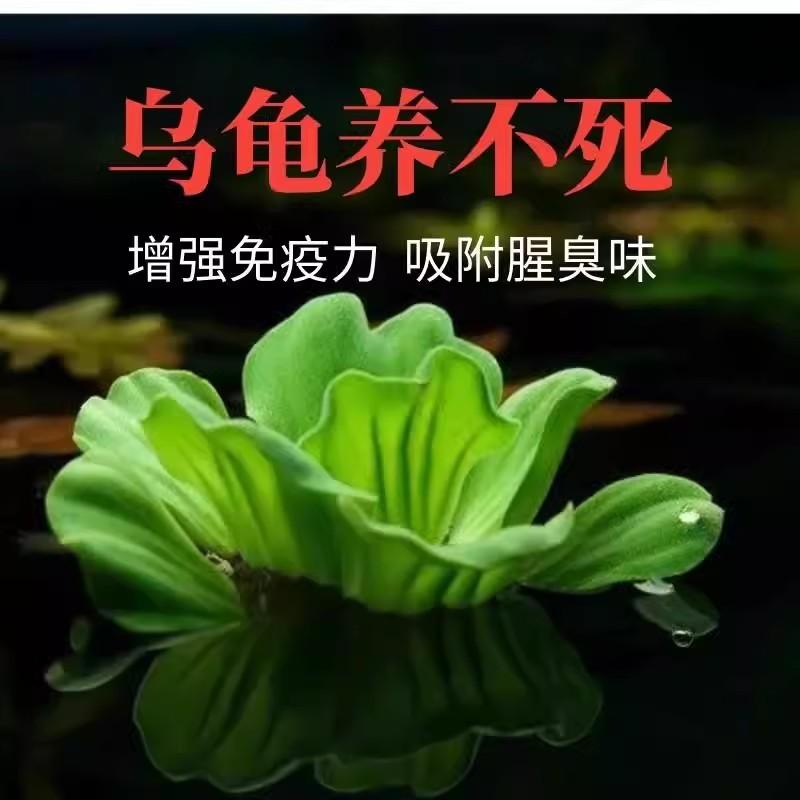 养龟四宝套餐小浮萍水草水芙蓉水培水生植物种子龟缸绿植水族造景
