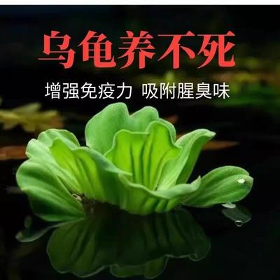 养龟四宝套餐小浮萍水草水芙蓉水培水生植物种子龟缸绿植水族造景