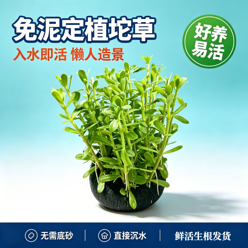 小对叶水草植物真草鱼缸水草造景水草