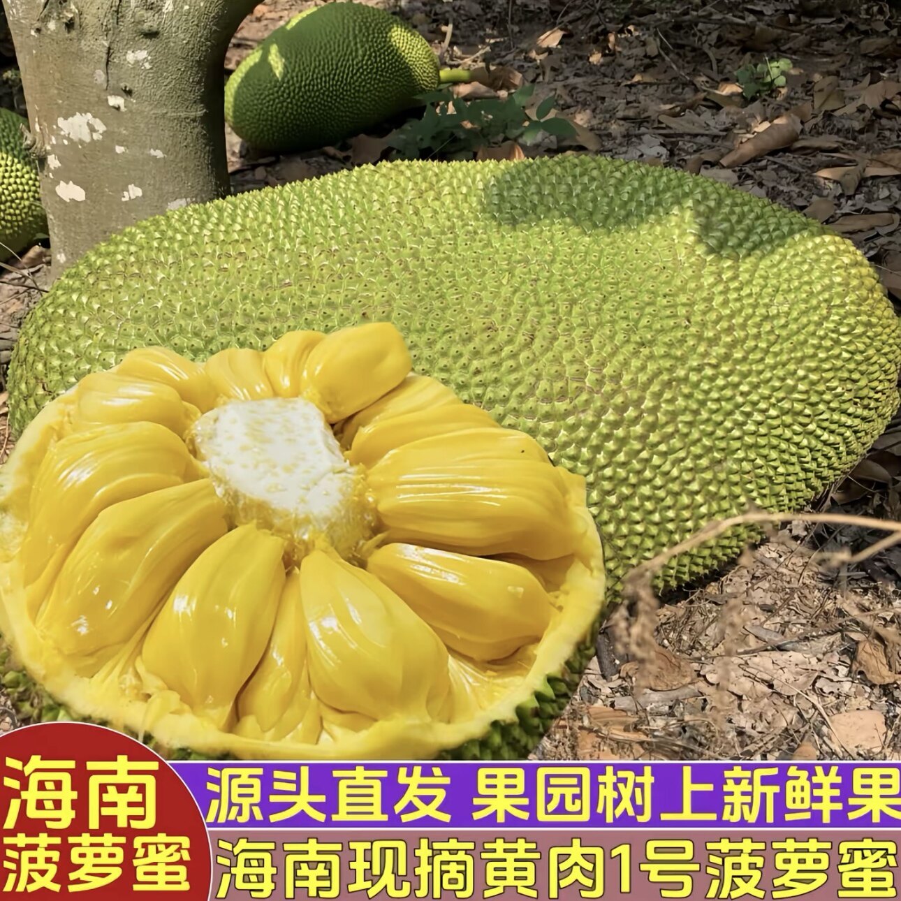 【直播】海南三亚黄肉干苞菠萝蜜新鲜水果一整个包邮批发官方旗舰