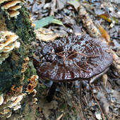 精品林芝整枝纯正天然灵芝片野生500克一斤装 灵芝 紫灵芝野生正品