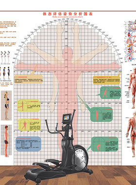大型柔韧性臂展测量体测评估图脊柱骨姿势矫正墙健身房体态评估表