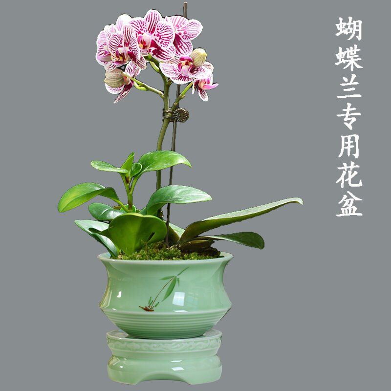 陶瓷花盆青瓷多肉绿植容器带托盘简约绿萝水仙肉肉绿植蝴蝶兰花盆图片