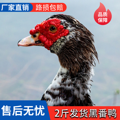 2斤全番鸭活苗正宗红脸洋鸭火鸭大型活鸭幼苗大种番鸭活苗幼苗