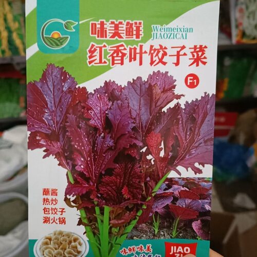 美味的红香叶芥菜包饺子专用饺子菜芥菜特别好吃庭院阳台蔬菜种子
