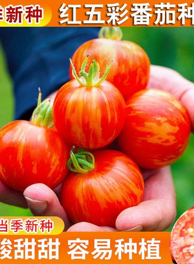 大红五彩番茄种子高产稳产五彩番茄种子圣女果春夏季播水果番茄