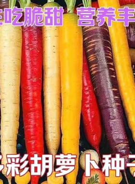多彩胡萝卜种子五彩胡萝卜夏季秋季耐热彩色胡萝卜种子阳台蔬菜籽