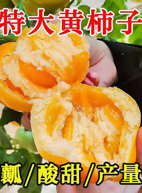 黄色大西红柿种子沙瓤大黄柿子