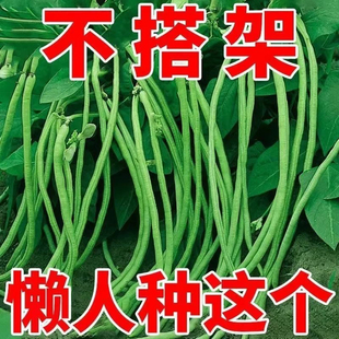 摘不败无架长豆角种子不用搭架子的长豆角蔬菜种籽四季播长豇豆种