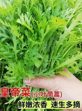 小叶茼蒿菜种子一年四季长寿菜皇帝菜籽盆栽光杆茼蒿当季蔬菜种子
