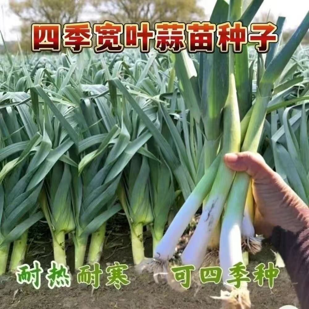 四季宽叶蒜苗种子专吃苗不长蒜种子连续采收阳台农家大田蔬菜种籽
