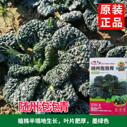 高产随州泡泡青种子耐寒皱叶黑白菜 四季黑油白菜种子 阳台种盆栽