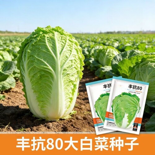 丰抗白菜种子80_90_100_120天早熟晚熟杂交高产农家大田白菜种籽