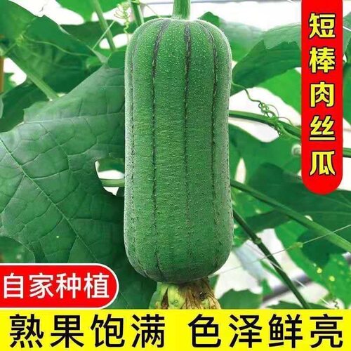 短棒大肉丝瓜苗种子籽春夏秋季耐热高产四季菜瓜庭院爬藤蔬菜种孑