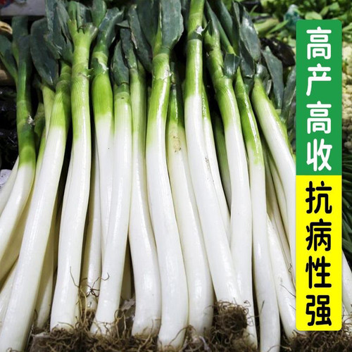 正宗山东章丘长杆大葱铁杆大葱特级农家春秋冬季蔬菜孑菜种籽长葱