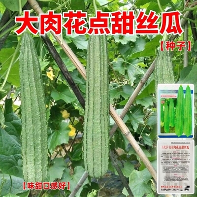 大花点棱角甜丝瓜种子耐旱耐热菱角丝瓜种子庭院盆栽四季蔬菜种子