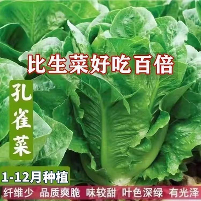 速生绿孔雀菜种子生菜种籽四季青菜沙拉菜种孑盆栽高产菜种籽大全