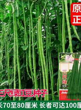 三尺绿先锋特长豇豆豆角种子绿条豇豆翠绿色室内盆栽大棚蔬菜种子